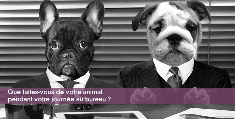 Que faites-vous de votre animal pendant votre journée au bureau ?