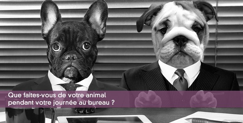 Que faites-vous de votre animal pendant votre journe au bureau ?