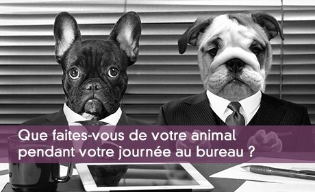Que faites-vous de votre animal pendant votre journée au bureau ?