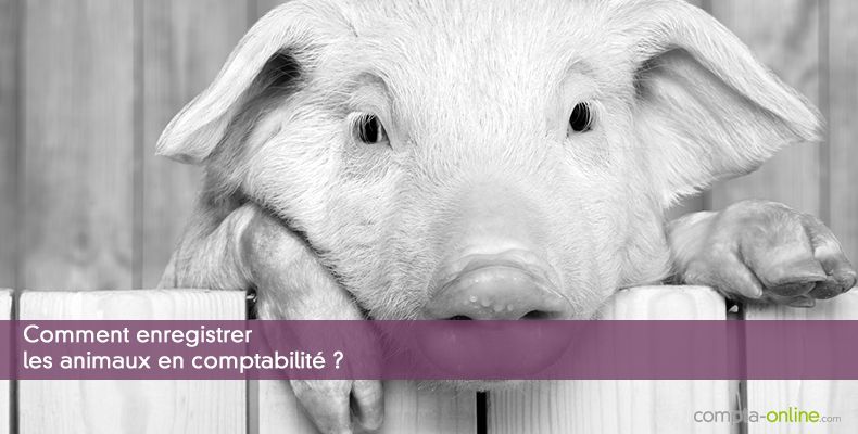 Comment enregistrer les animaux en comptabilité ?