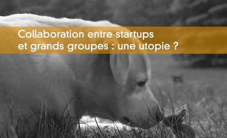 Ce que devrait être la collaboration entre startups et grands groupes